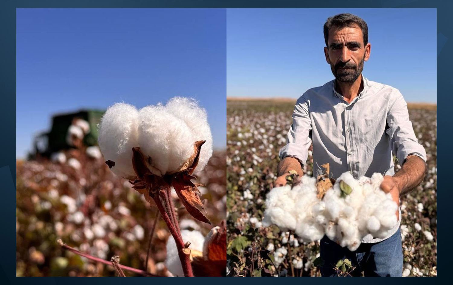Suruç’ta yılın ilk pamuk hasadı yapıldı
