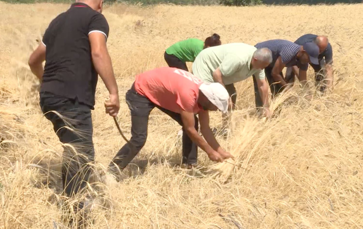 Kurds attempting to revive high-quality wheat in Dersim