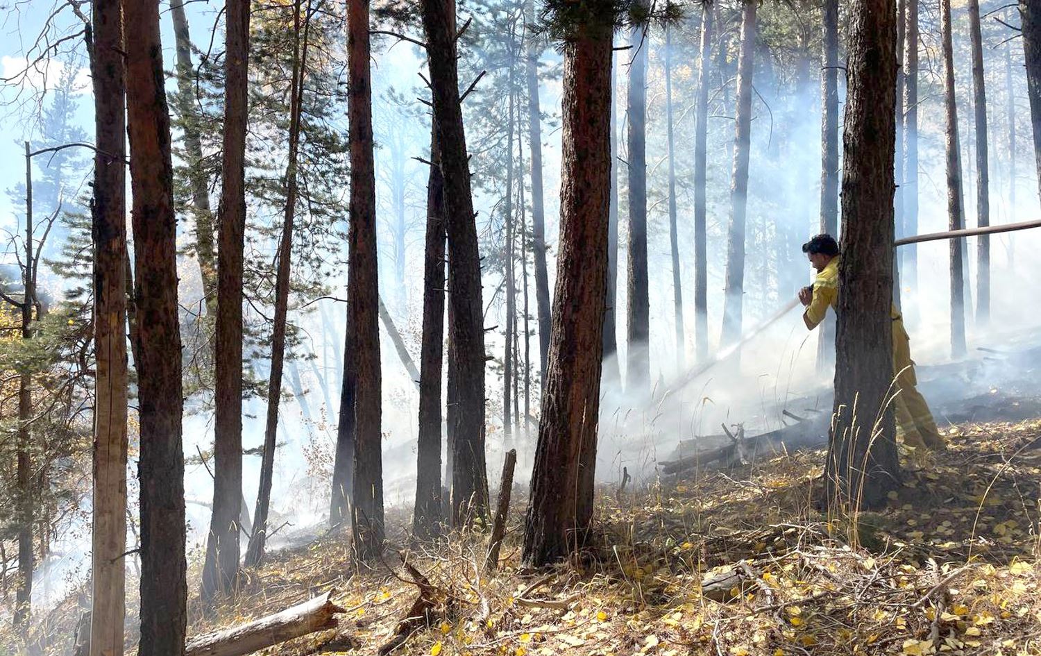 Li Qersê agir bi daristanekê ket / Wêne: AA
