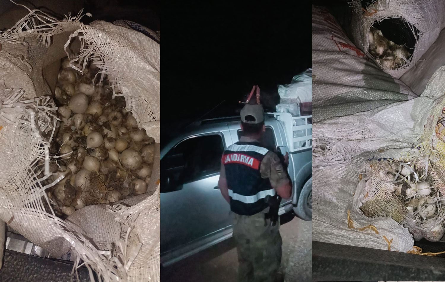 Endemik dağ sarımsağı toplayan kişiye 557 bin TL ceza kesildi. / Foto: AA