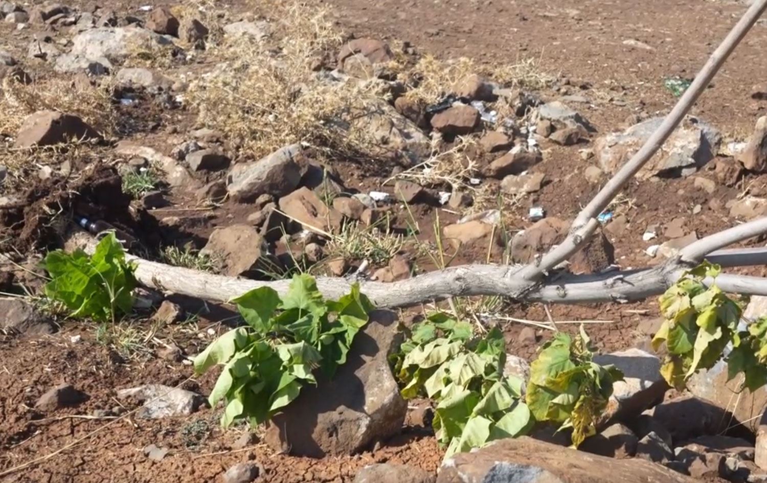 Ekran alıntısı-ANKA