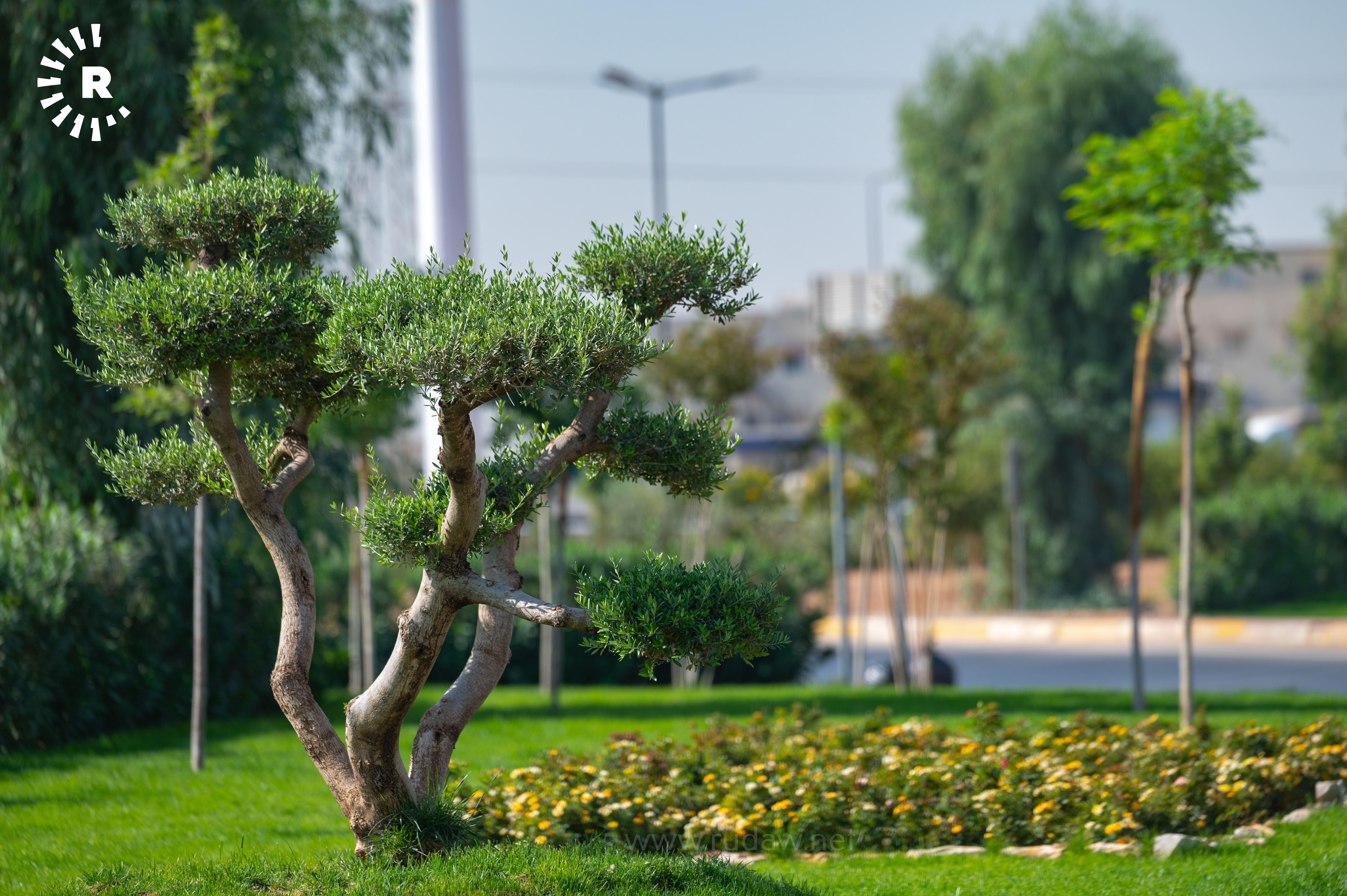 Erbil’de yeşil dönüşüm: Her gün 300 yeni fidan dikiliyor