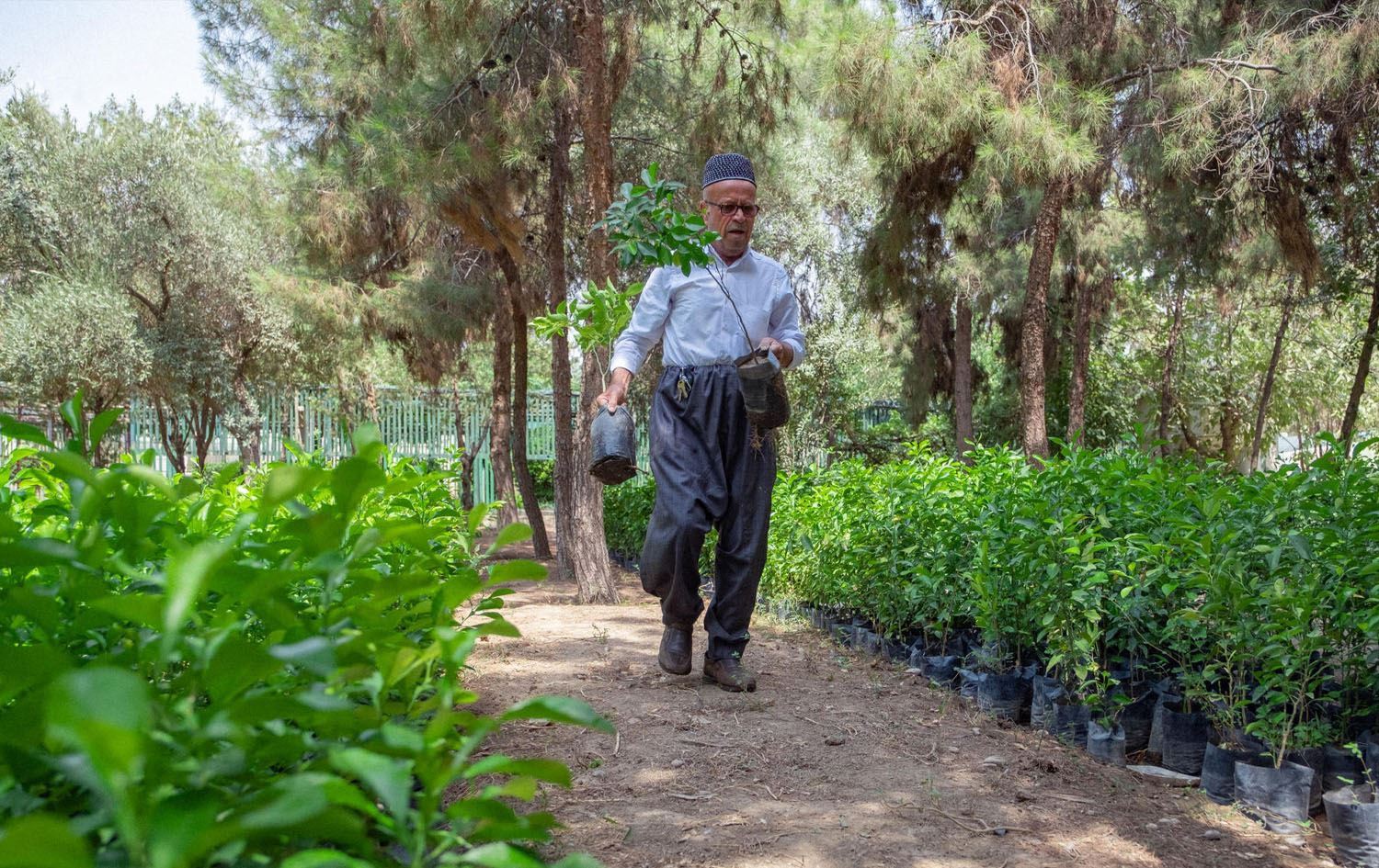 Erbil plants 300 trees daily to boost greenery, fight pollution