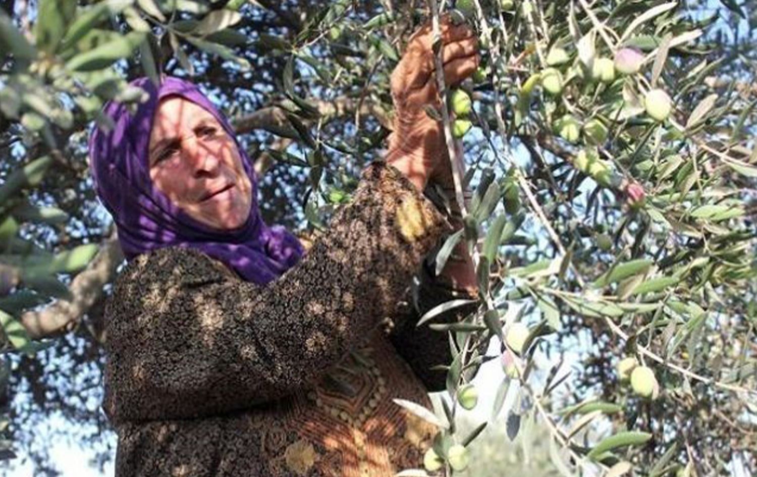 Efrin’de Kürt çiftçilerin ürettiği zeytinler ellerinden alınıyor