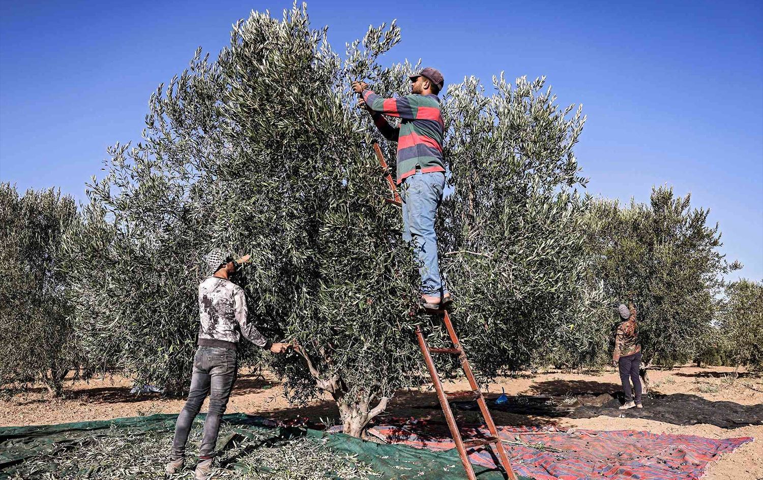 Erebên hawirde zeytûnên Kurdan diçinin\ Wêne: Rûdaw