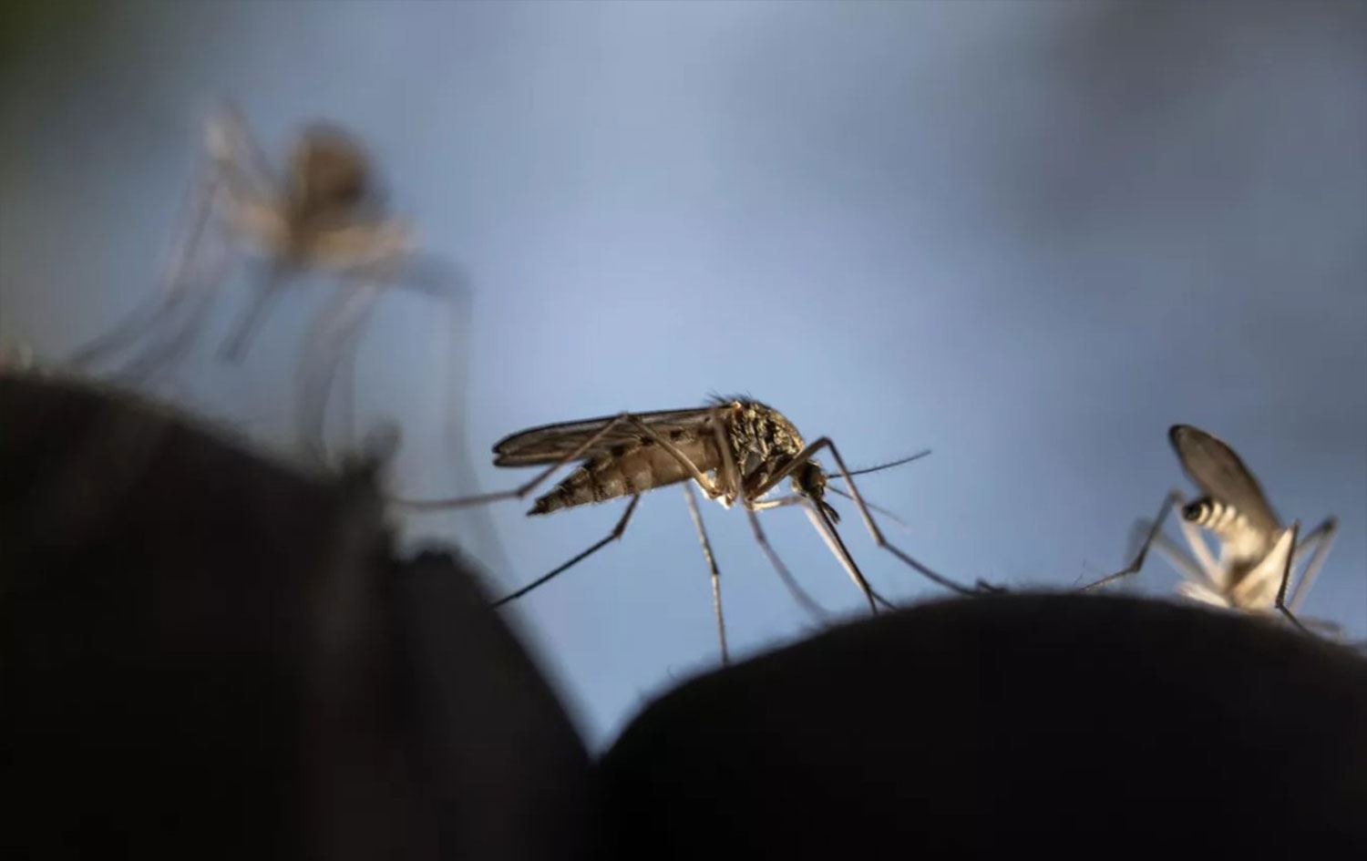 Bu ayın başına kadar sivrisinek popülasyonu bulunmayan nadir ülkelerden biri olan İzlanda’da ilk kez sivrisinek tespit edildi