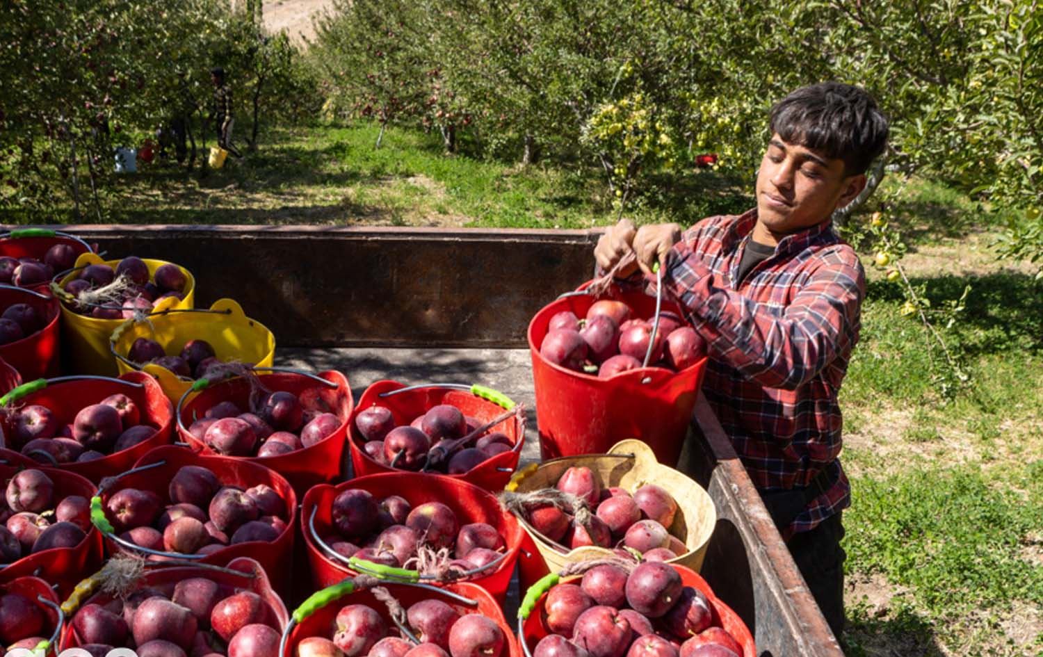 کشتوكاڵی شنۆ: بەرهەمی سێومان 25% کەمی کردووە