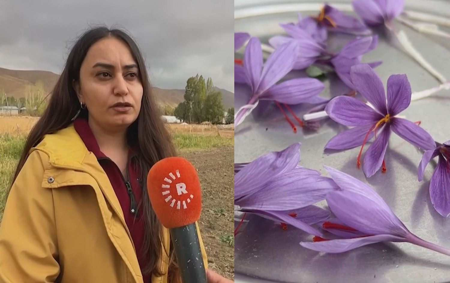 Derya Taşar û kulîlka zehferanê\ Wêne û Vîdeo: Rûdaw