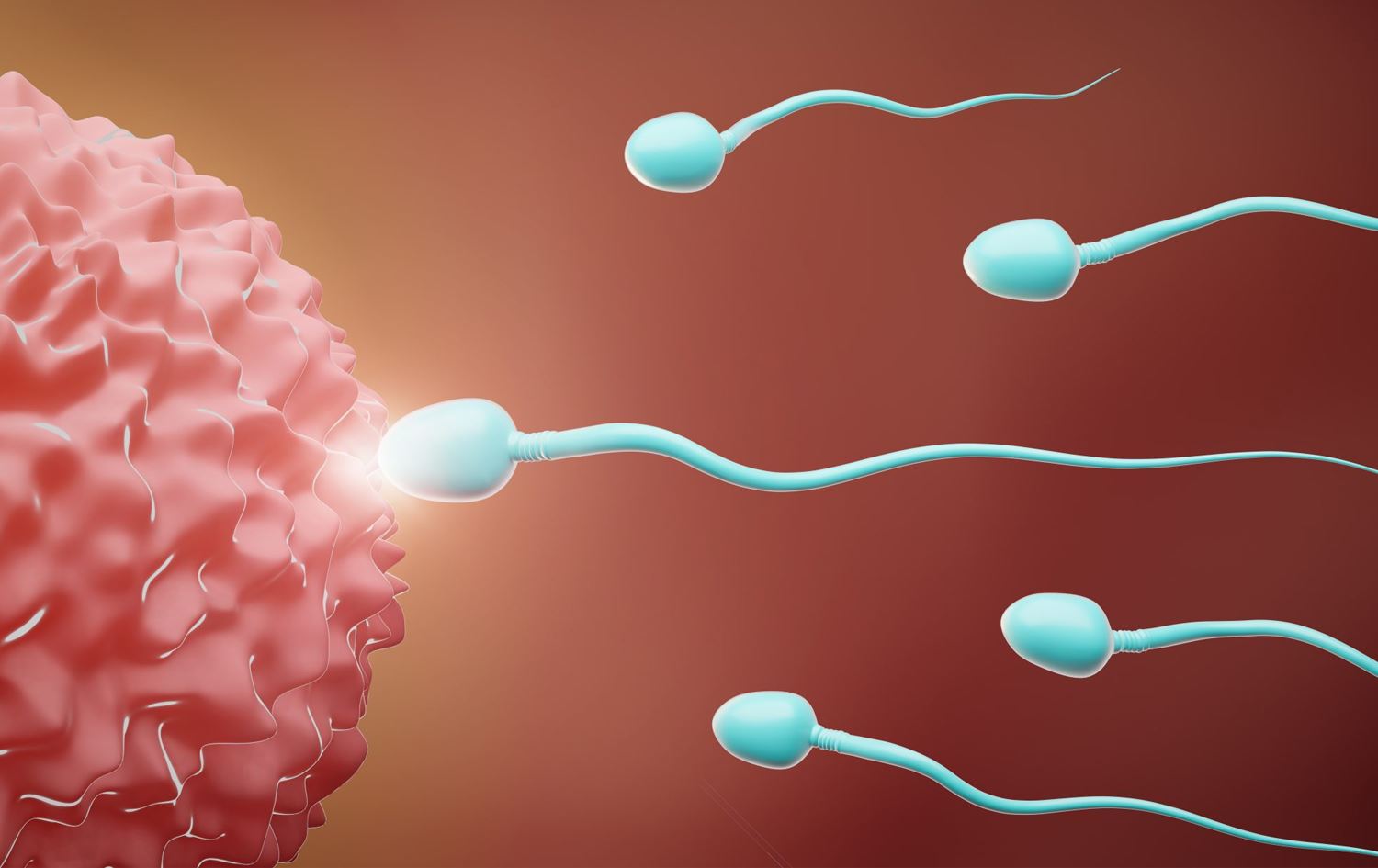 سپێرم کاتێک هێلکە دەپیتێنێت. وێنەکە تەنیا بۆ روونکردنەوە لە هێلکە و سپێرم دانراوە