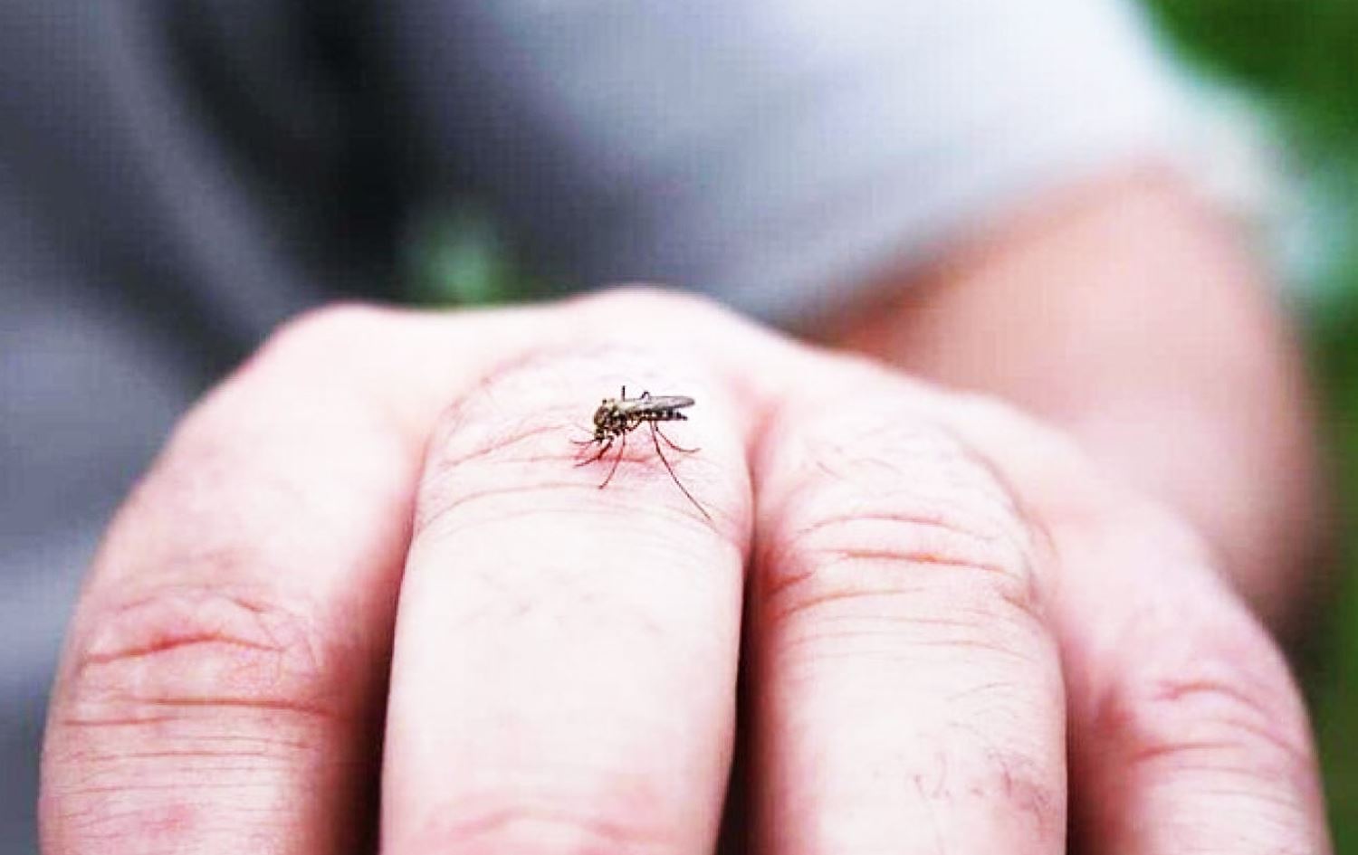 زانکۆی هۆرمزگان لە ئێران: ئەم ساڵ 95 تووشبووی تای خوێنبەربوون تۆمار کراون