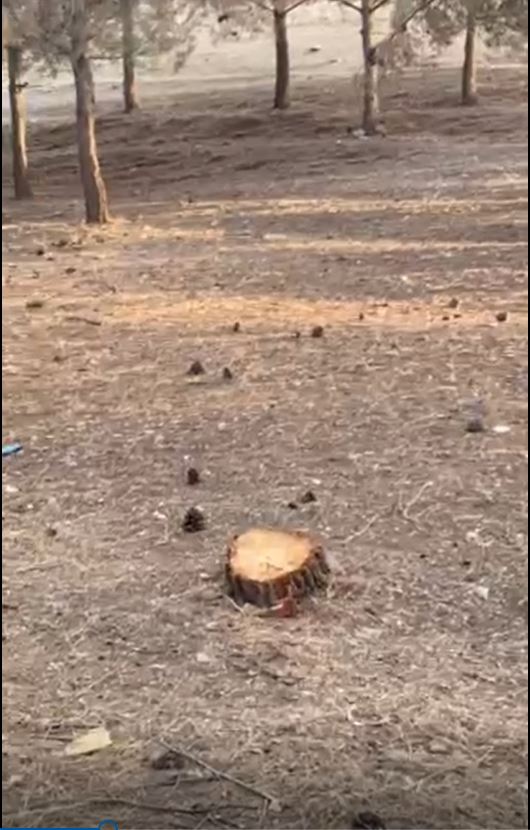 لە چیای هەندرێن چەند دارێک دەبڕدرێنەوە و قایمقامی رواندزیش هۆشداری دەداتە داربڕەکان