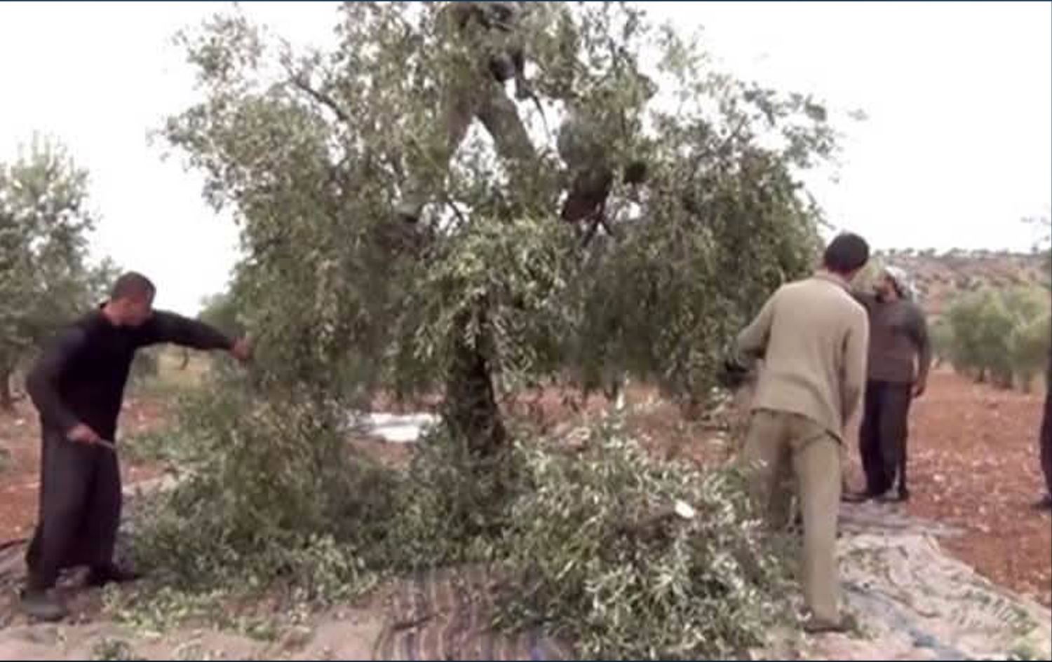 Talankirina zeytûnan/Wêne: Arşîv