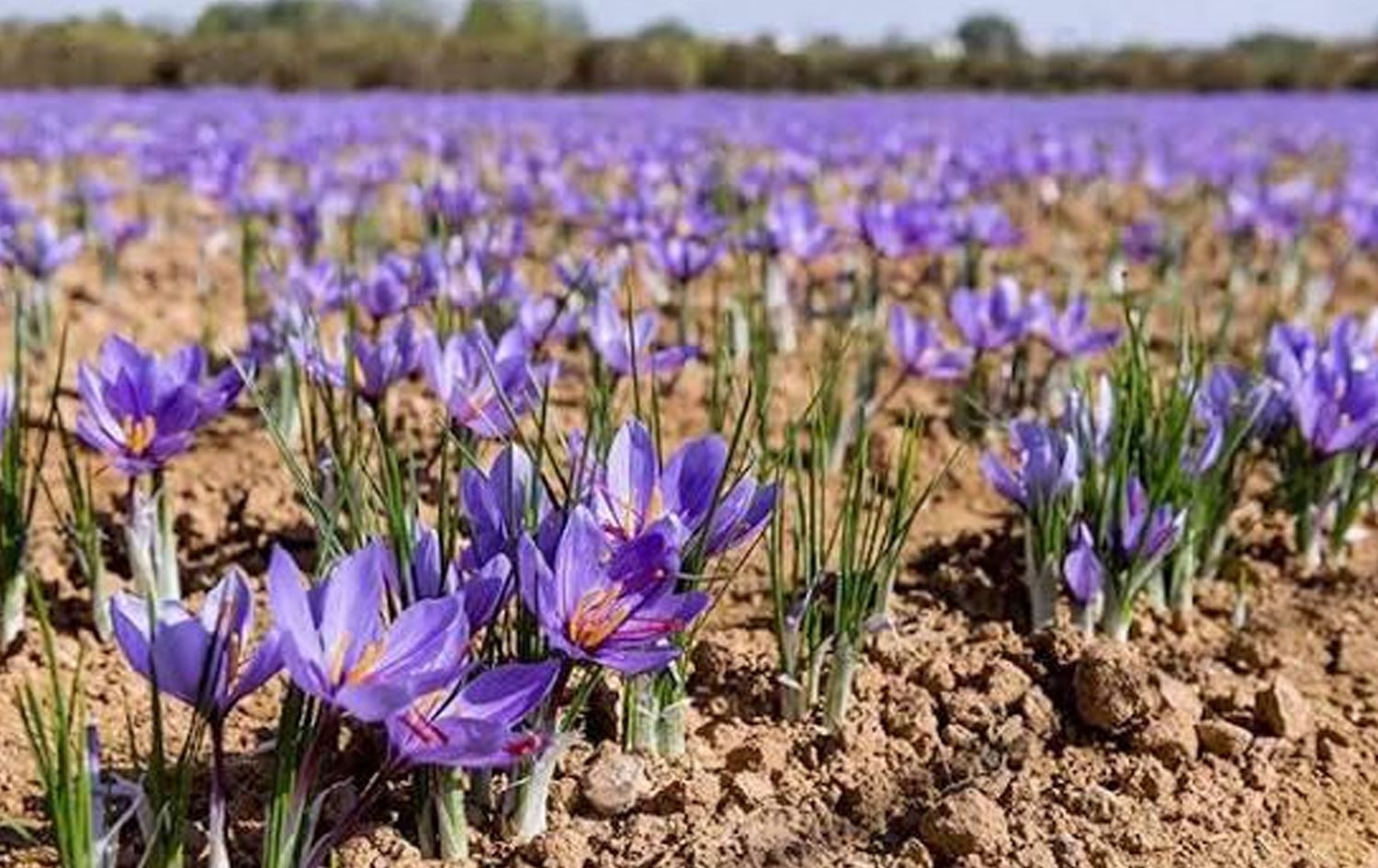 کشتوکاڵی کرماشان: بەرهەمی زەعفەرانی پارێزگاکە دەگاتە زیاتر لە 5 تۆن