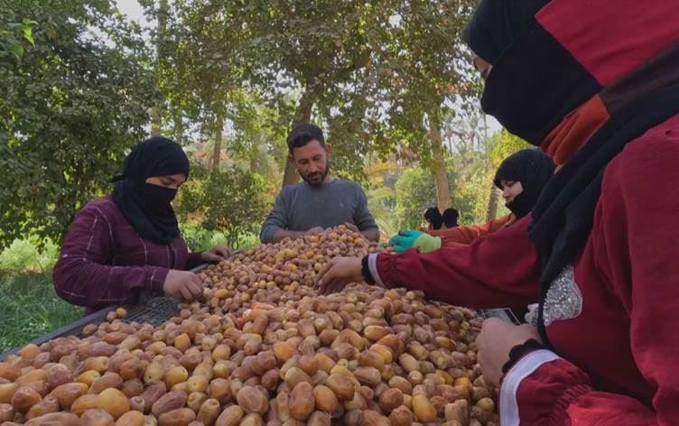 Irak, dünya hurma üretiminin yüzde 7’sini karşılayarak dünyanın en büyük dördüncü hurma üreticisi konumuna yükseldi