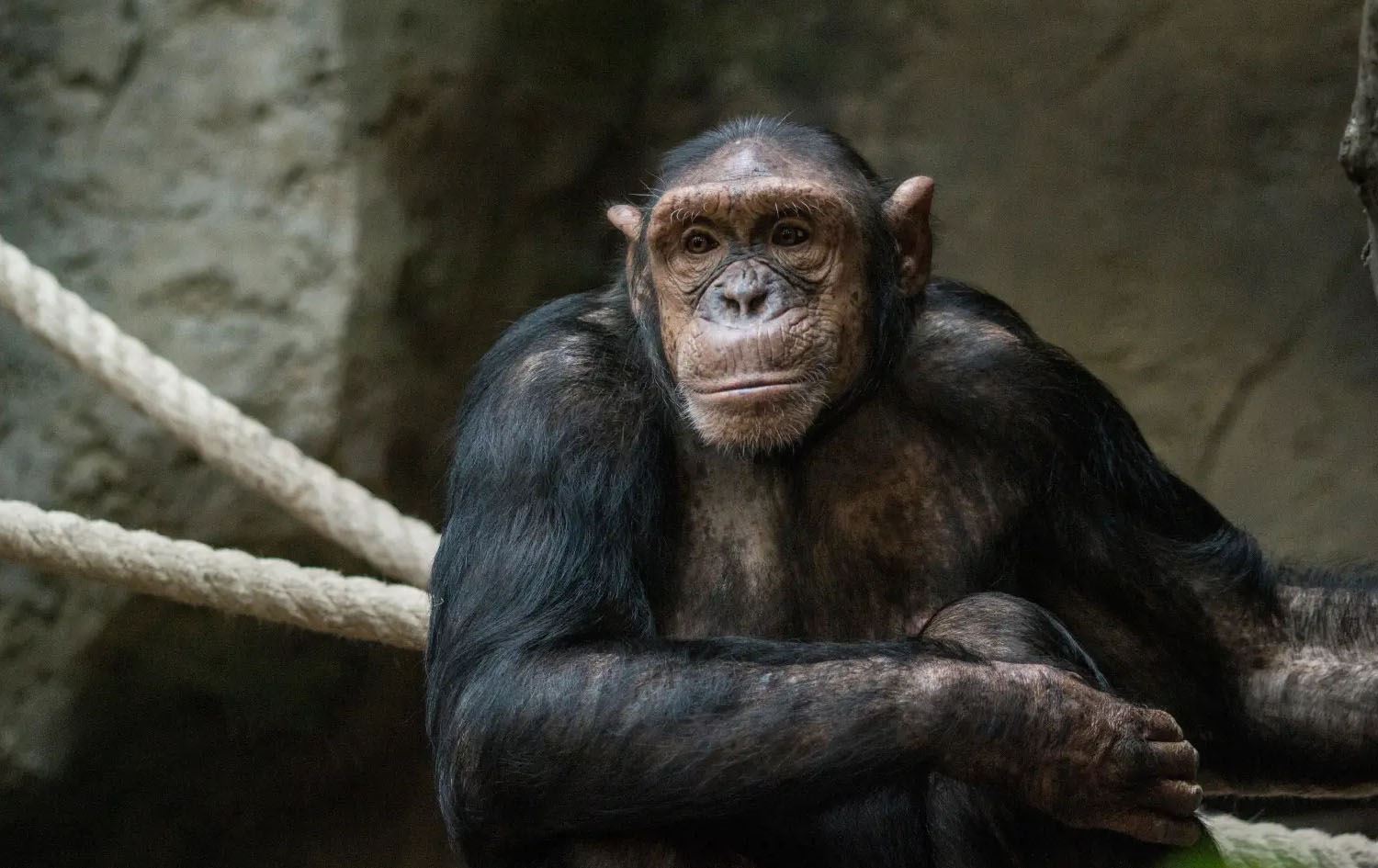 Yeni bir araştırma, şempanzelerin de yeni kanıtlar sunulduğunda fikirlerini değiştirebildiğini ortaya koydu