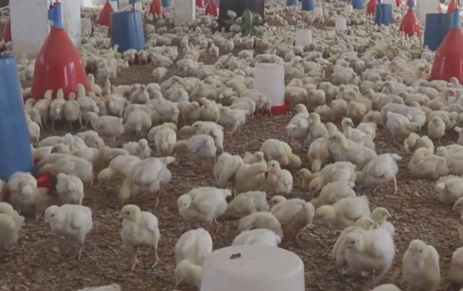 Kooperatîfeke mirîşkan / Wêne: Ji ber dîmenan