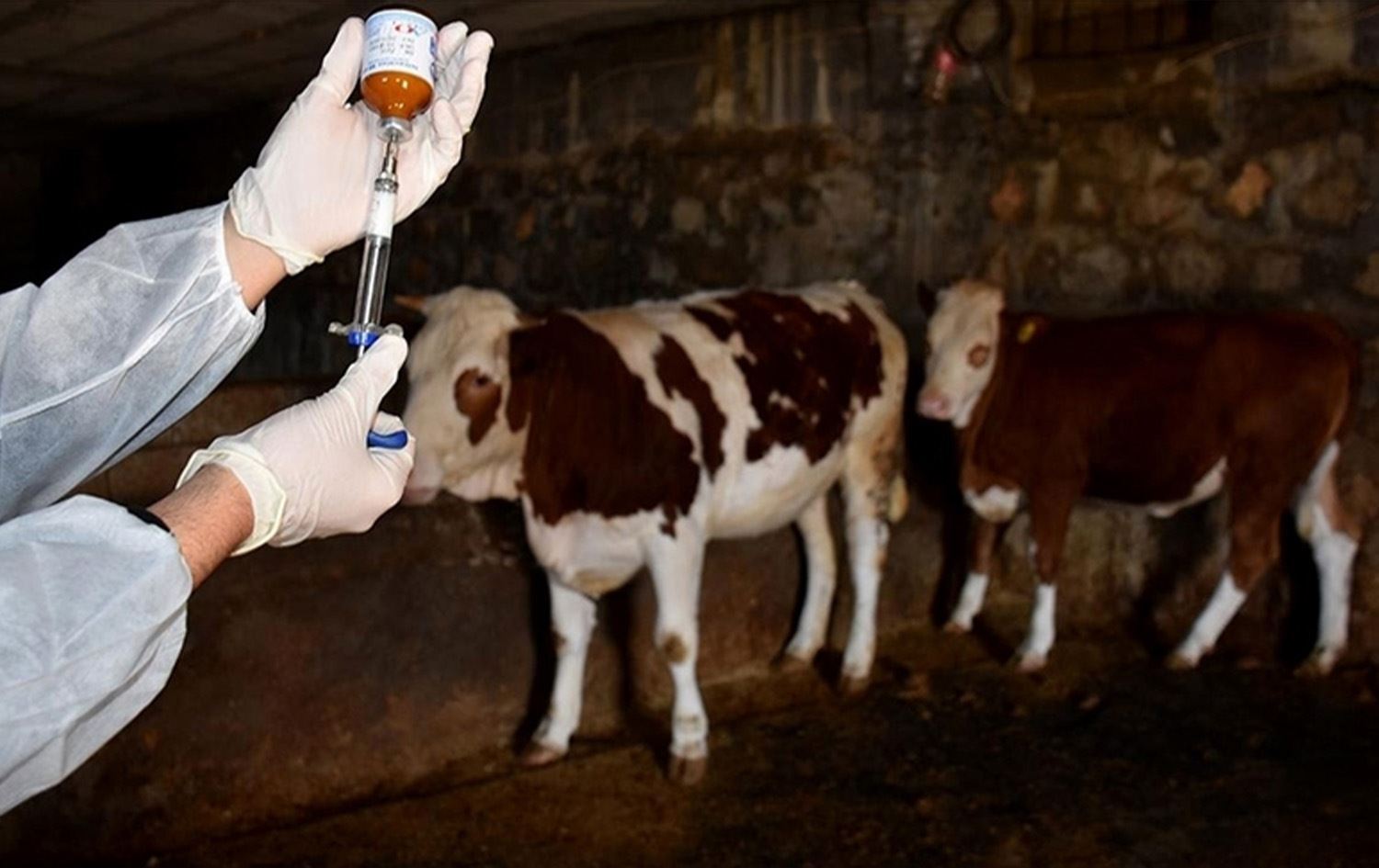 18 köy ve 4 mahallede şap karantinası  