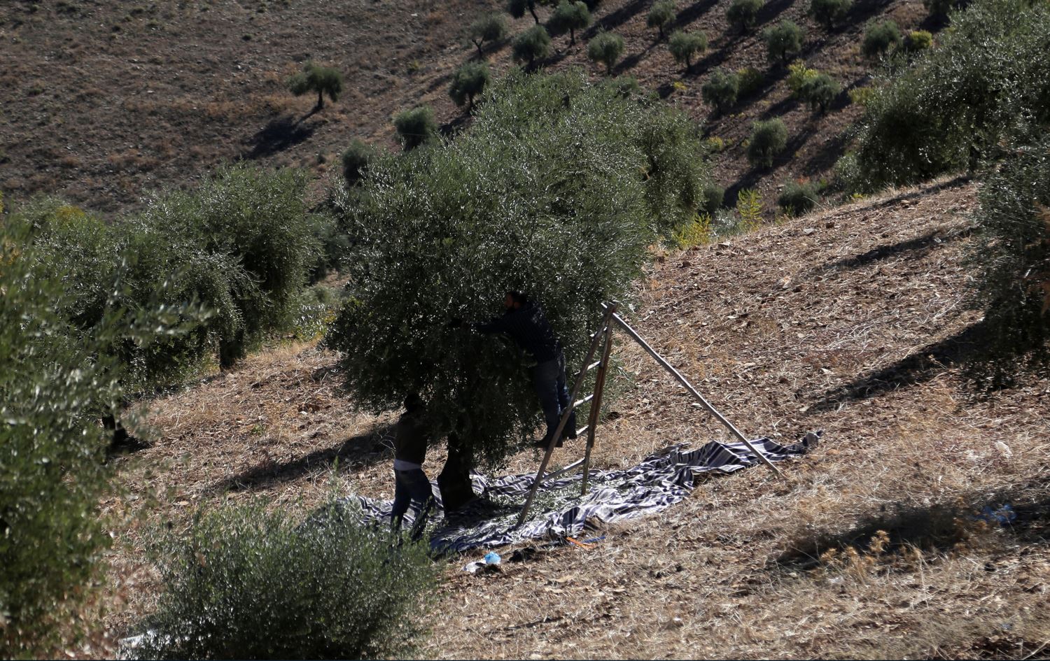 Baxekî zeytûnan li Efrînê / Wêne: Arşvî