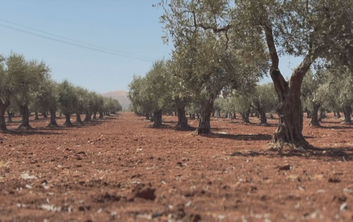 Baxekî Zeytûnan li Efrînê\ Wêne û Vîdeo: Rûdaw