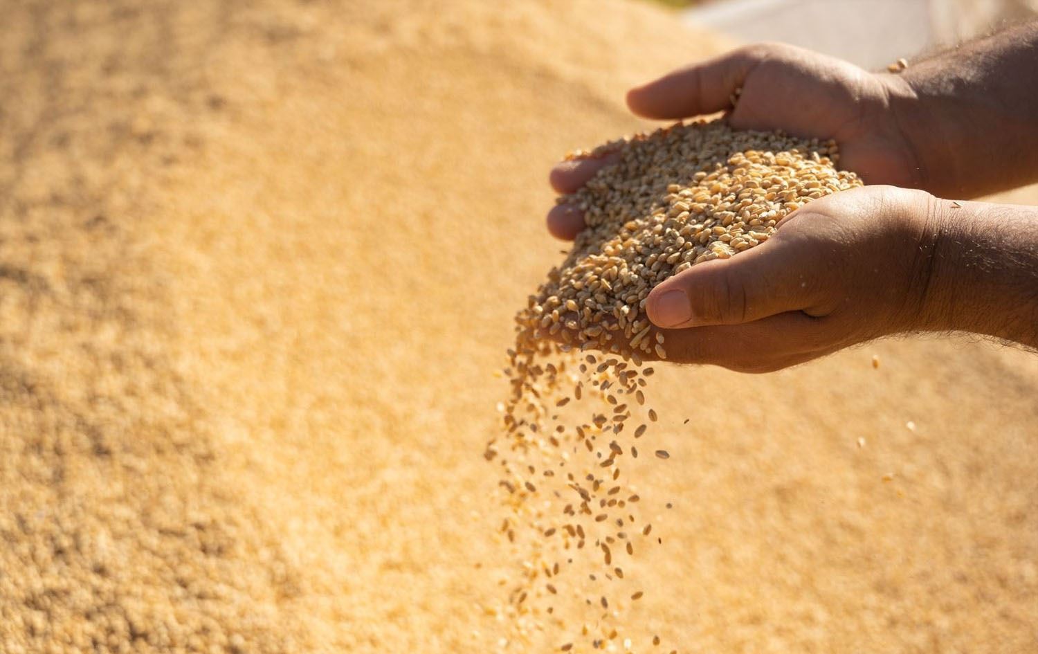 Kurdish wheat farmers waiting on payments from Baghdad
