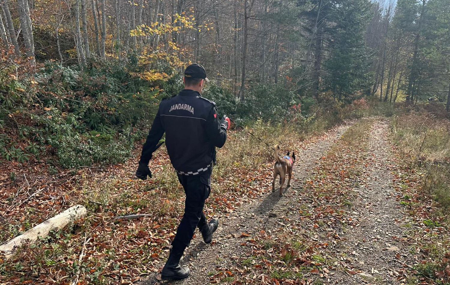 Arama çalışmalarına iz arama köpek timi ile kadavra köpekleri de eşlik etti. / AA