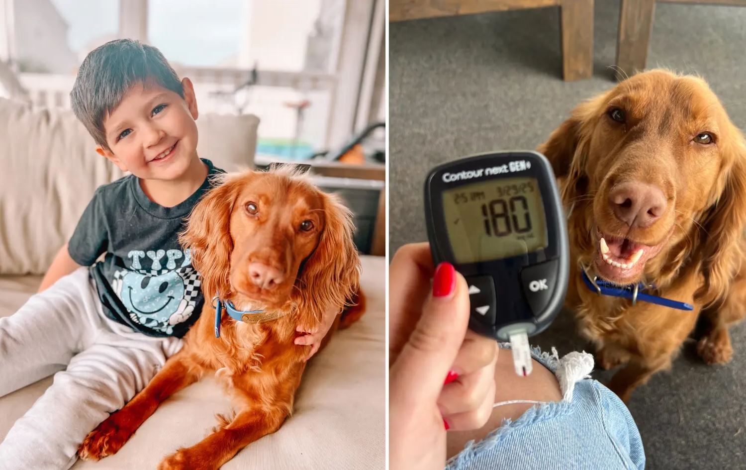 لە ئیسپانیا سەگەکان رادەهێندرێن بۆ ئەوەی بەرزیی شەکرەی خاوەنەکانیان دەستنیشان بکەن