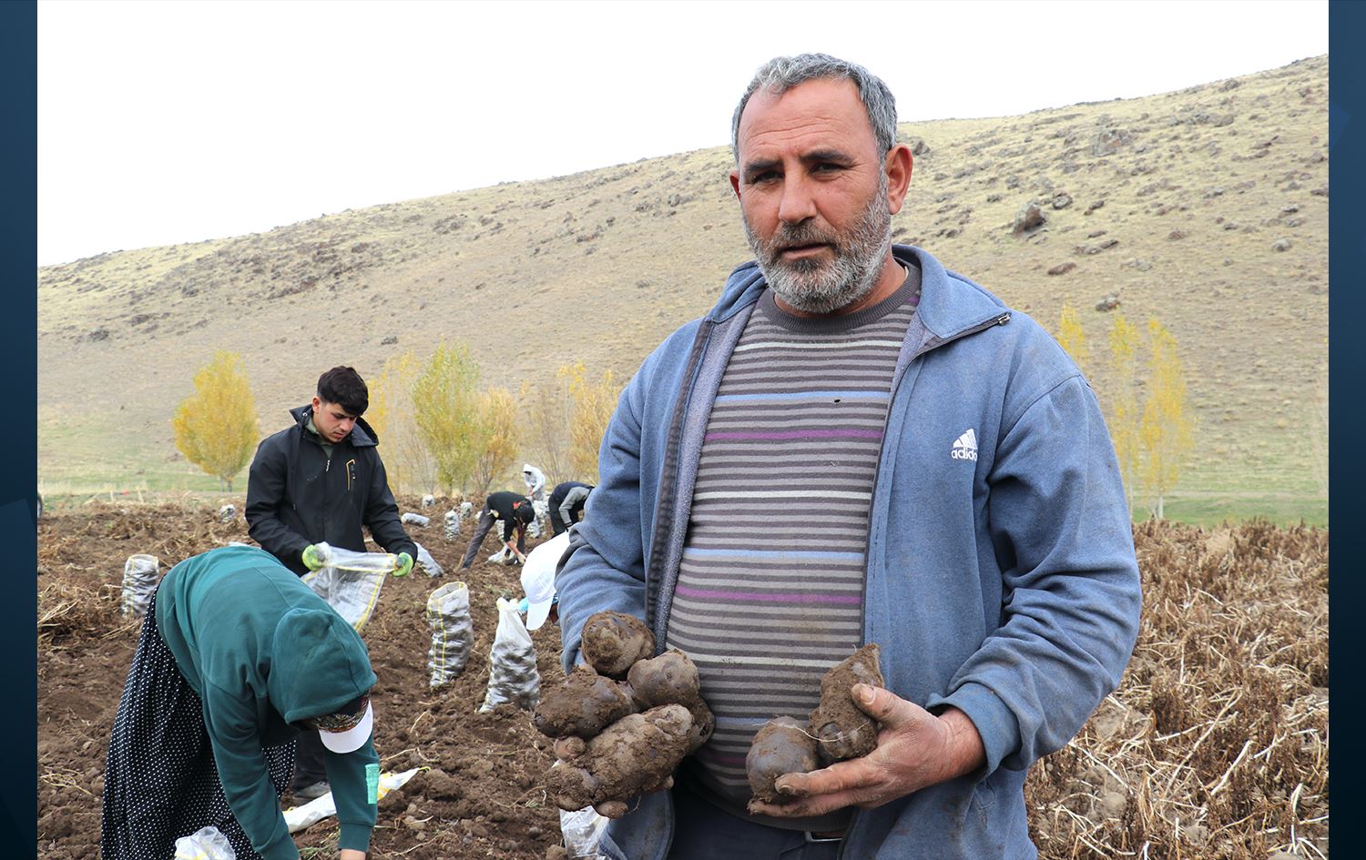 Cotkar kartolên mor kom dikin / Wêne: AA
