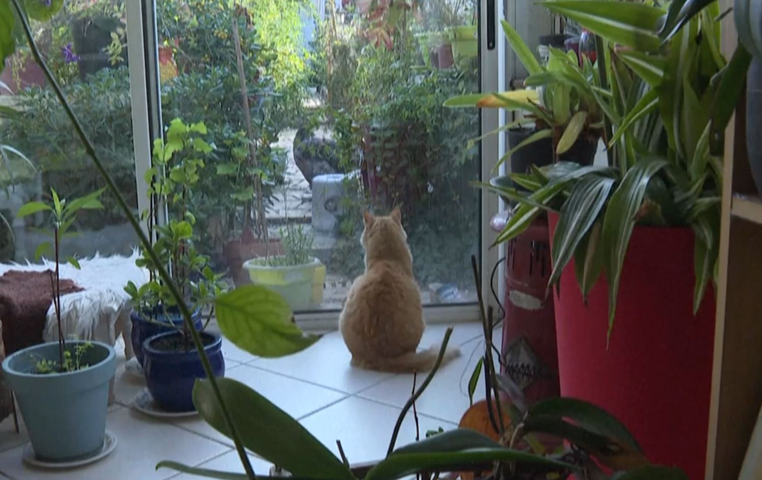 Remyê pisîk / Wêne: Ji ber dîmenan