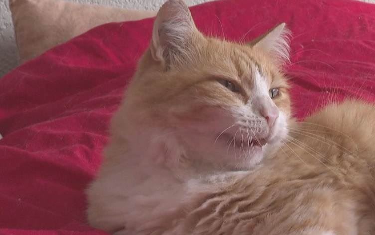 Fransa’nın güneyindeki Agde kentinde yaşayan Rémy adlı kedi, komşularının şikâyeti üzerine mahkeme kararıyla süresiz “ev hapsine” mahkûm edildi.