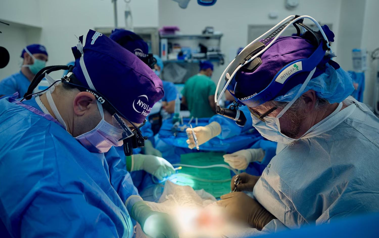 پزیشکان: نزیکین لە بەهەمیشەییکردنی چاندنی گورچیلەی بەراز بۆ مرۆڤ