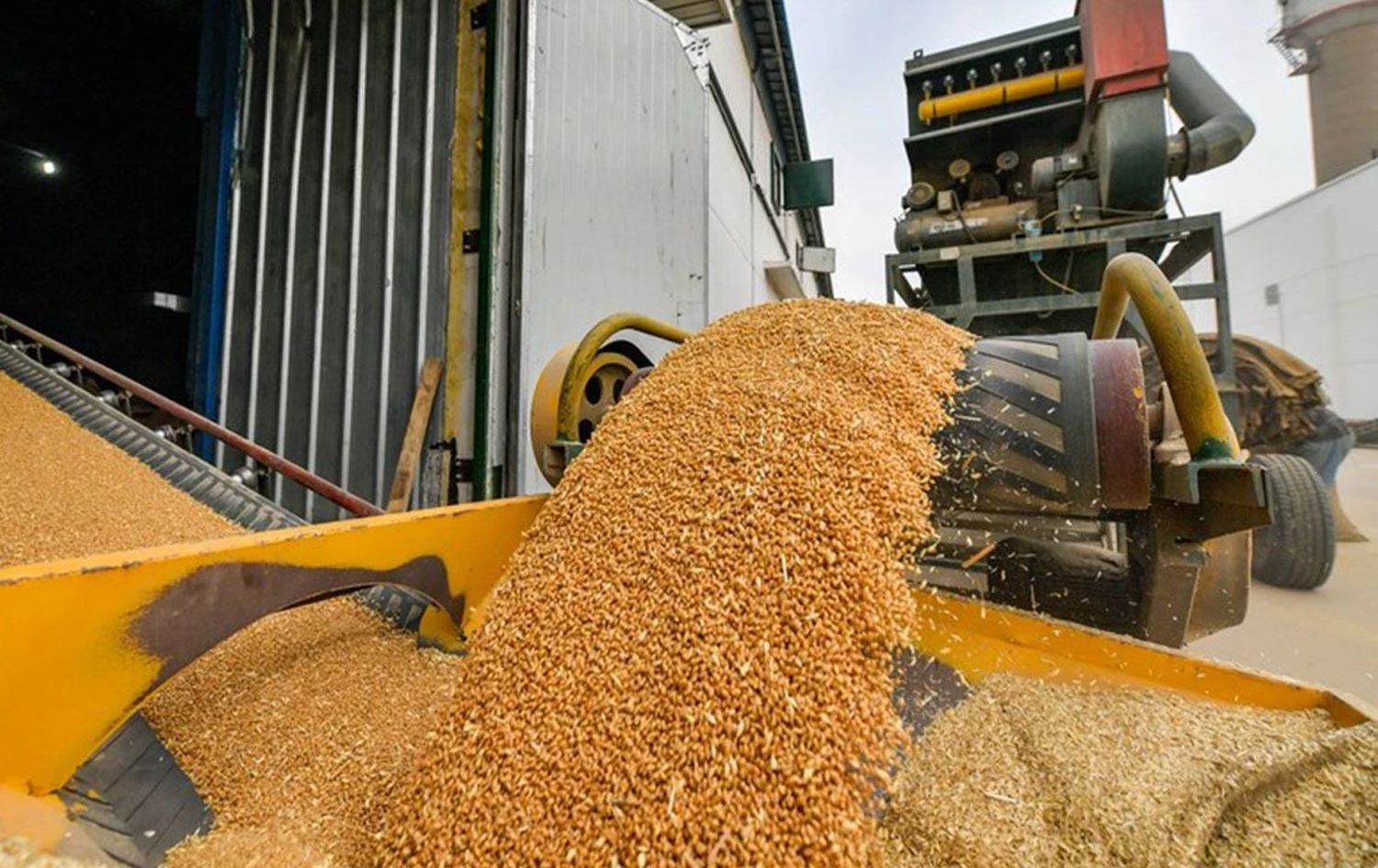 Genim / Wêne: Arşîv