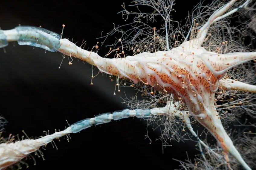 Hücre yenilenmesi ve uzun ömrün anahtarı olarak görülen doğal mekanizma