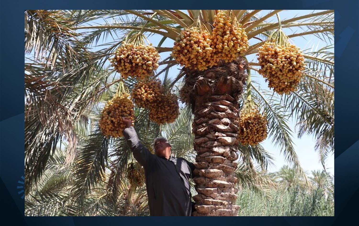 کشتوکاڵی قەسری شیرین: 30%ی خورمای ناوچەکە هەناردە کراوە