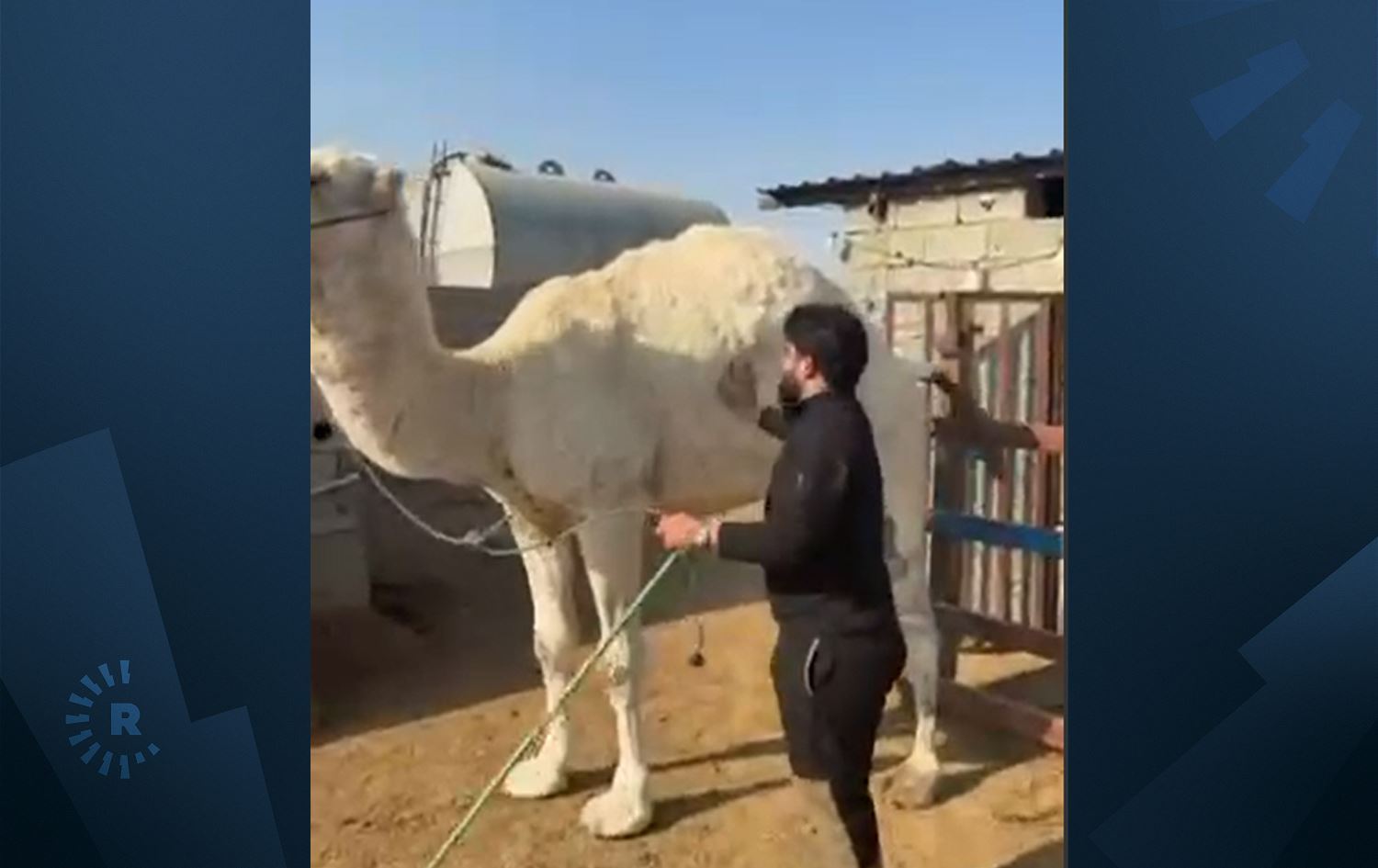 Erbil'de deve kesimi yasaklandı