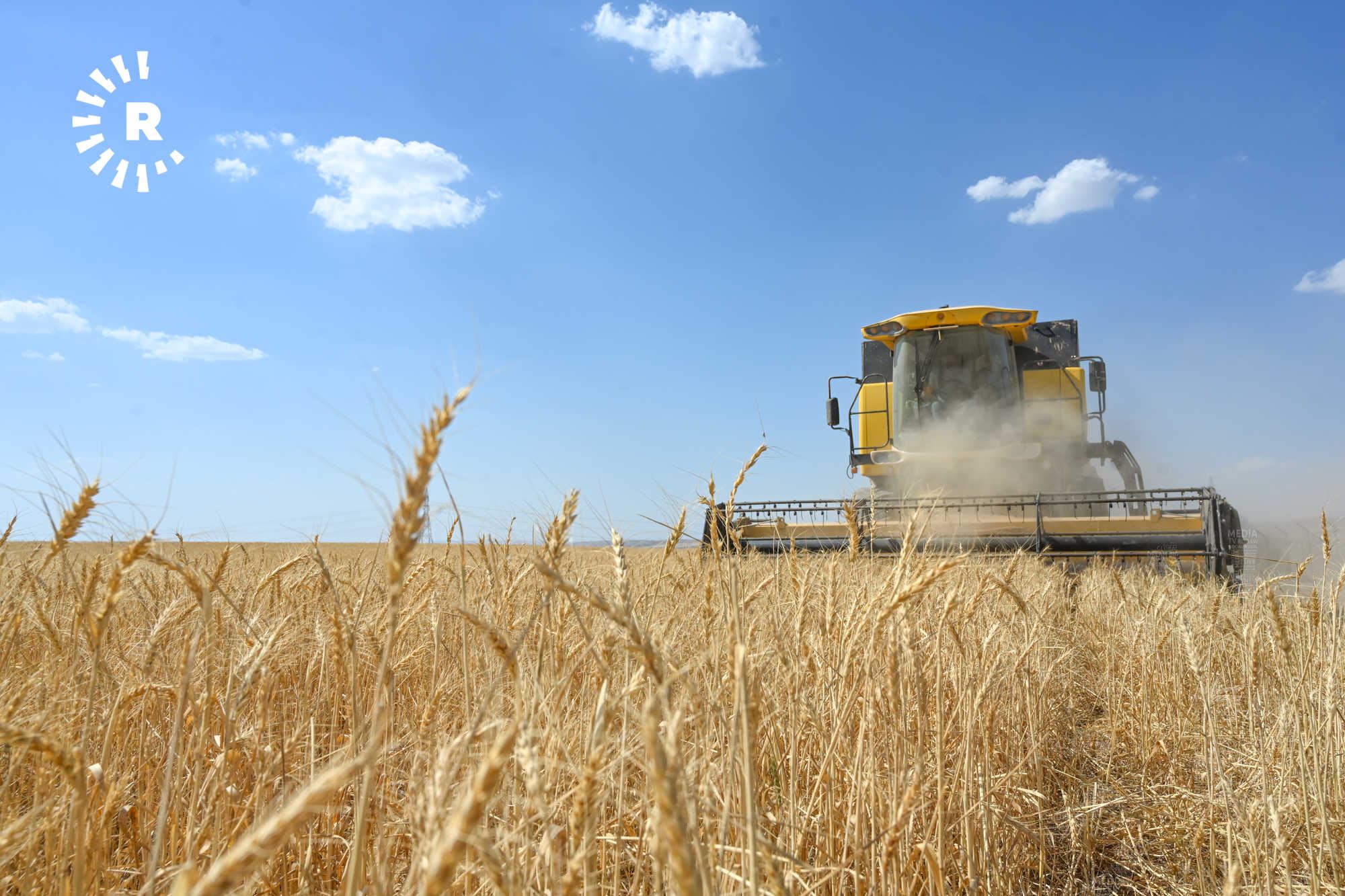 بەڕێوەبەرى کشتوکاڵى کەرکووک: گەنمى ساڵى داهاتوو بەشی نێوخۆ ناکات