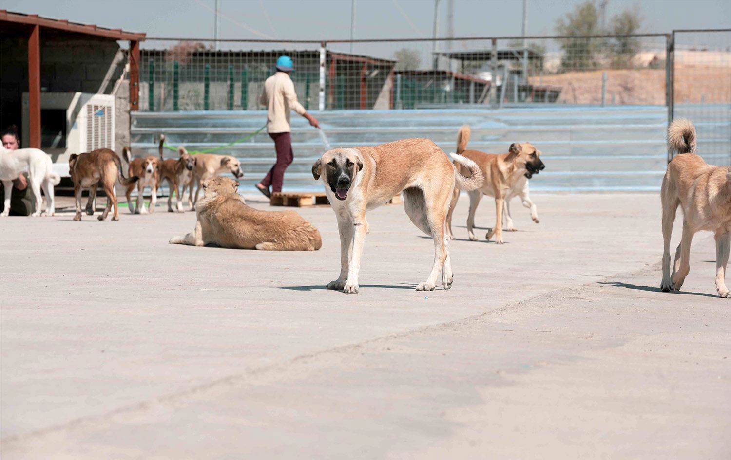 Over 20,000 stray dogs sheltered in Erbil: Official