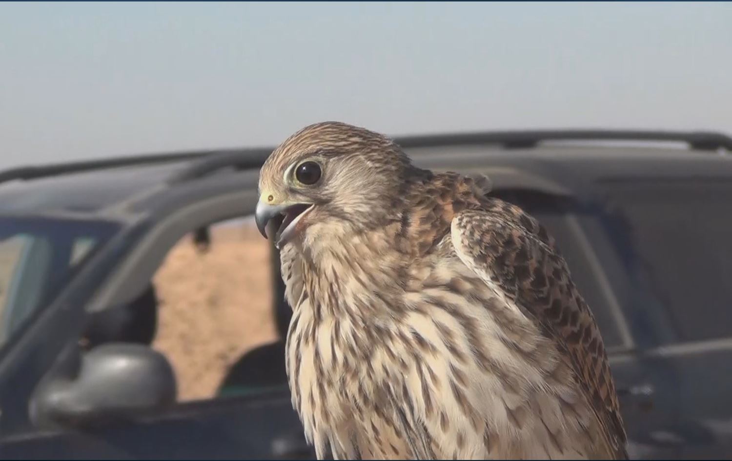Teyrê baz / Wêne: Ji dîmenan hatiye girtin