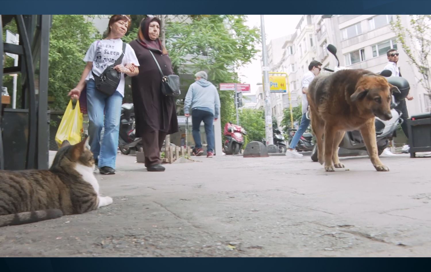 Kûçikekî li kolanên Stenbolê /Wêne: Rûdaw