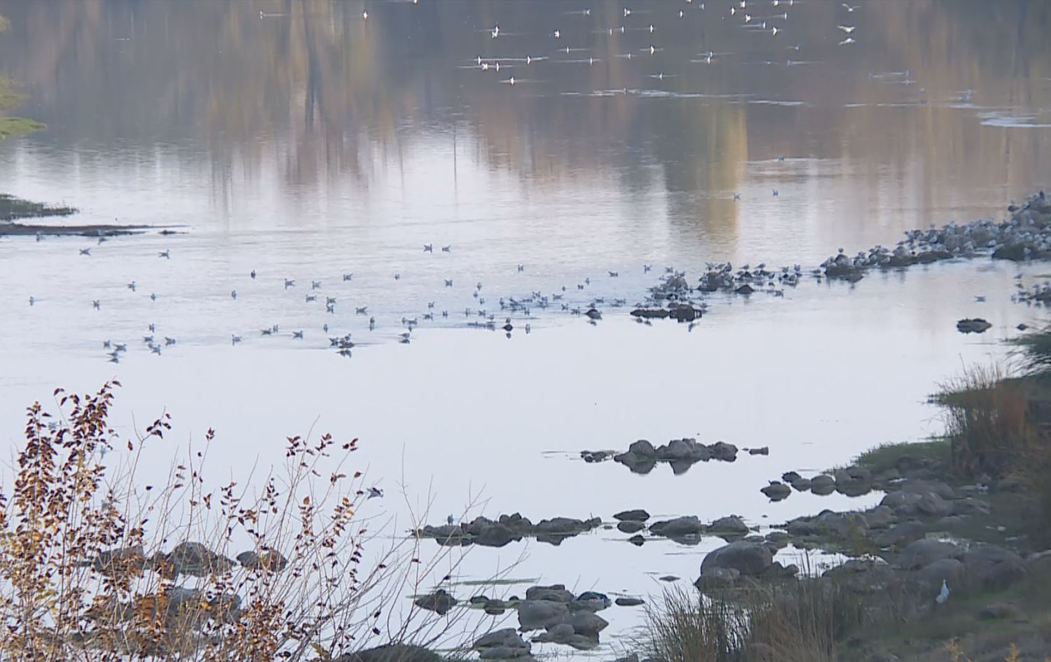 Çemê Dîcleyê\ Wêne û Vîdeo: Rûdaw