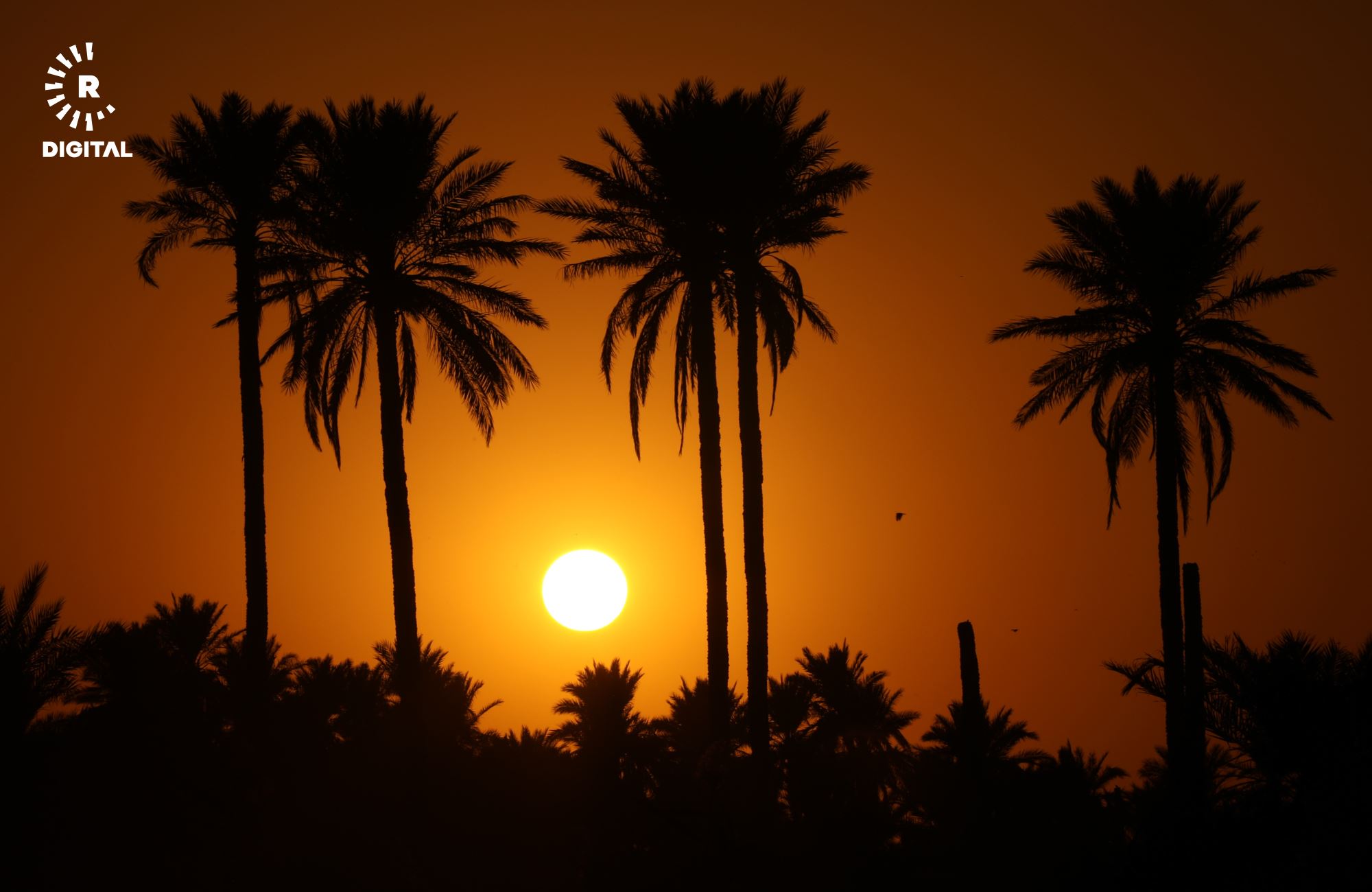 Hanekin’in 'Yeşil' kimliği tehlikede: Hurma ağaçlarının yarısı yok oldu