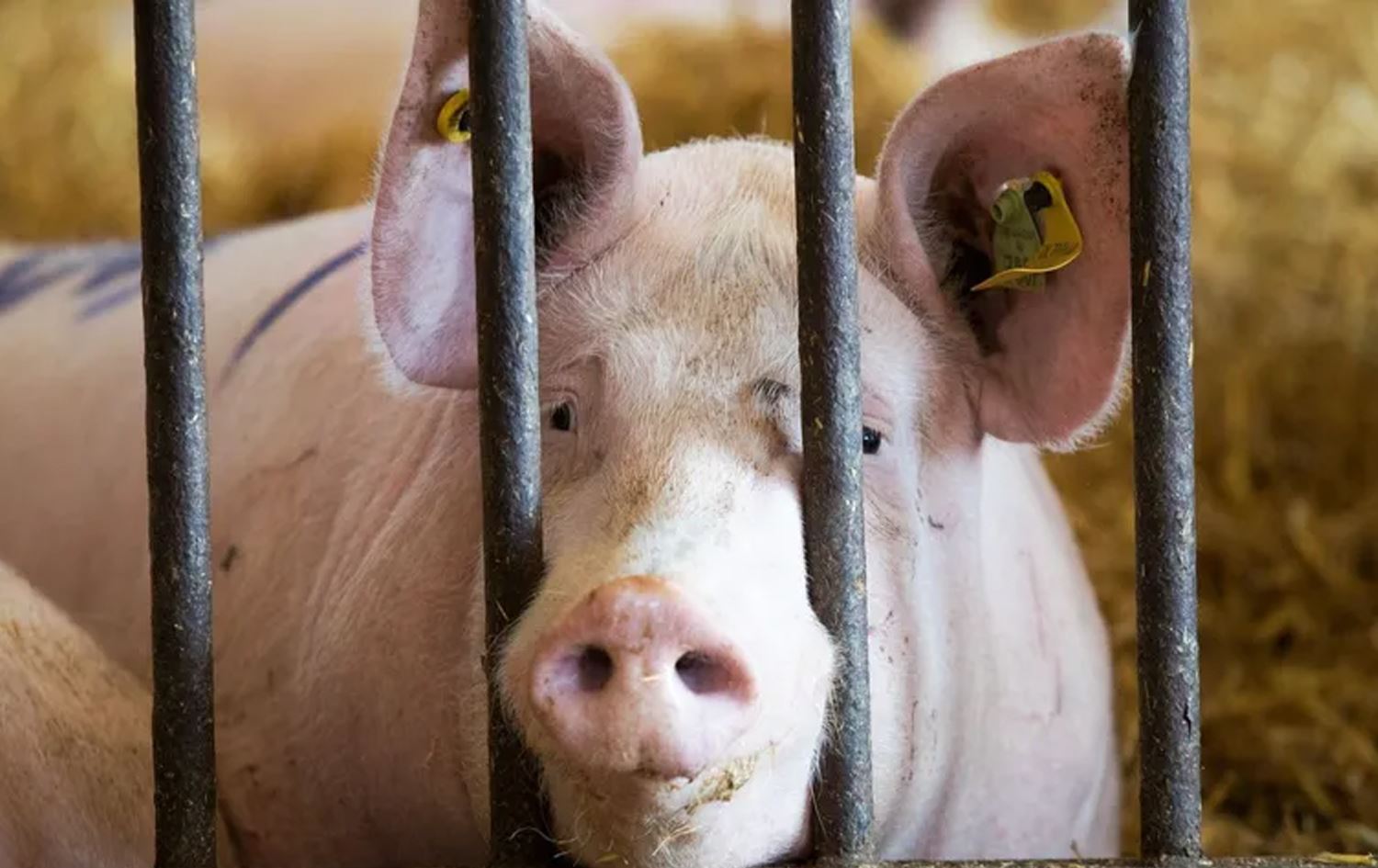 بەهۆی بڵاوبوونەوەی ئەنفلەوەنزای بەراز، هەناردەکردنی بەراز لە ئیسپانیاوە بۆ چین راگیرا