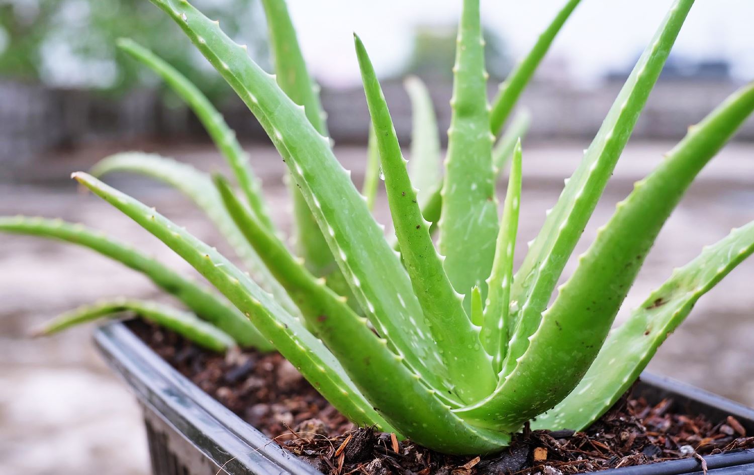 توێژەرانی مەغریب: ئالۆڤێرا ئومێدێکە بۆ تووشبووانی ئەڵزهایمەر