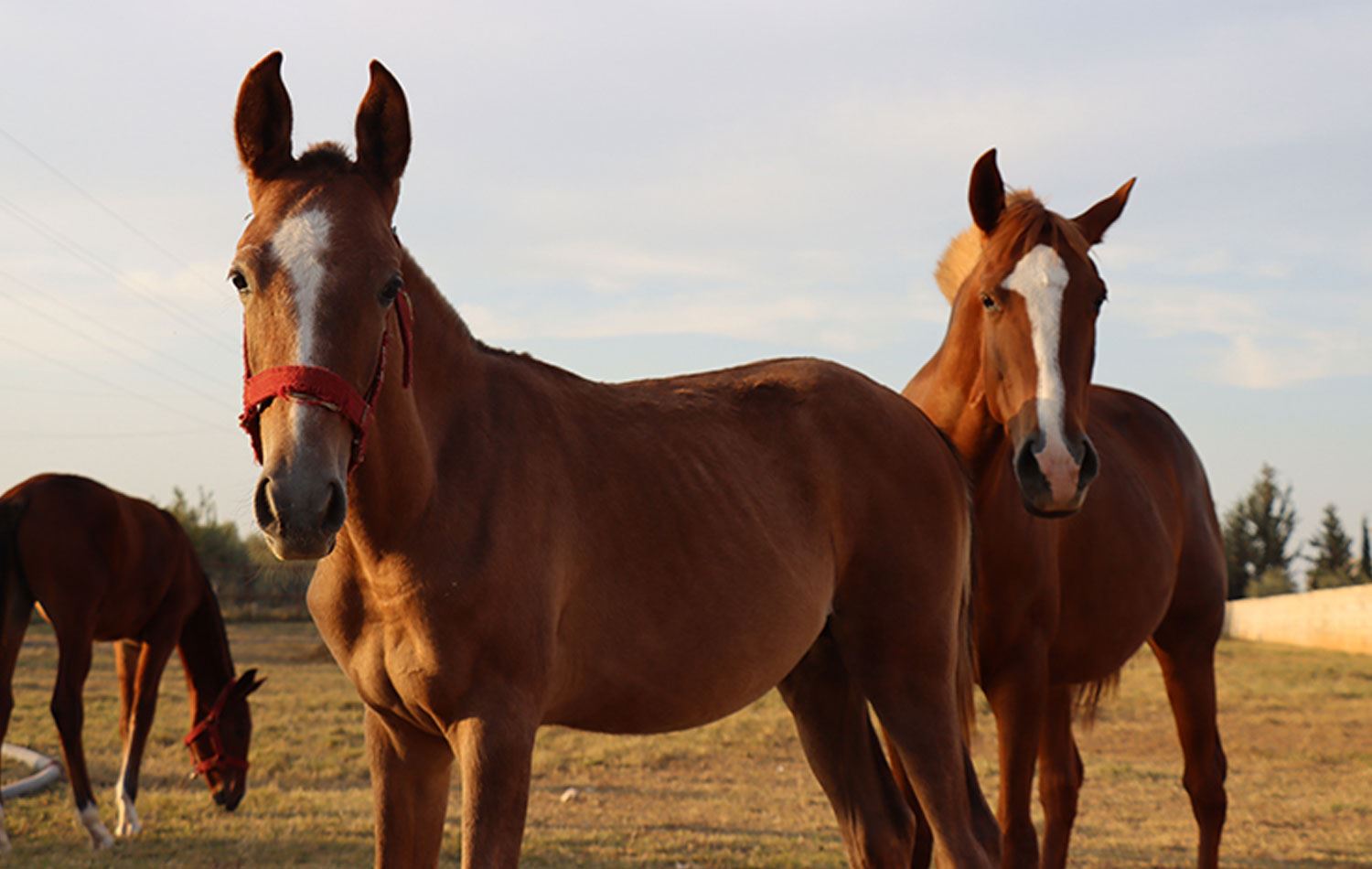 Urfa'da Arap atı yetiştiriliyor. / Foto: AA / Arşiv