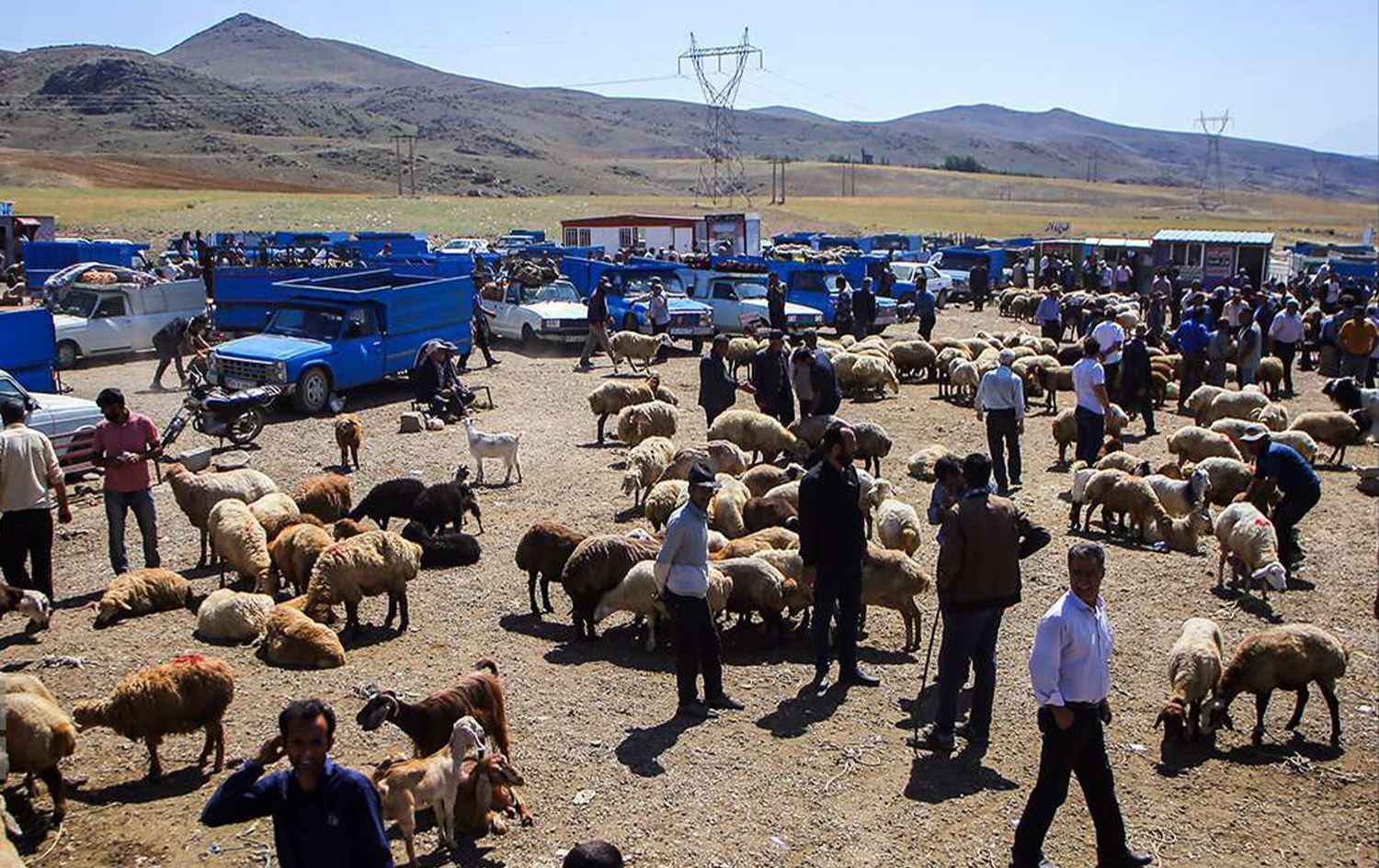 نەخۆشیی تەبەقی ئاژەڵ بڵاوبووەتەوە؛ گەیشتووەتە نێو ئاژەڵەکانی ورمێ
