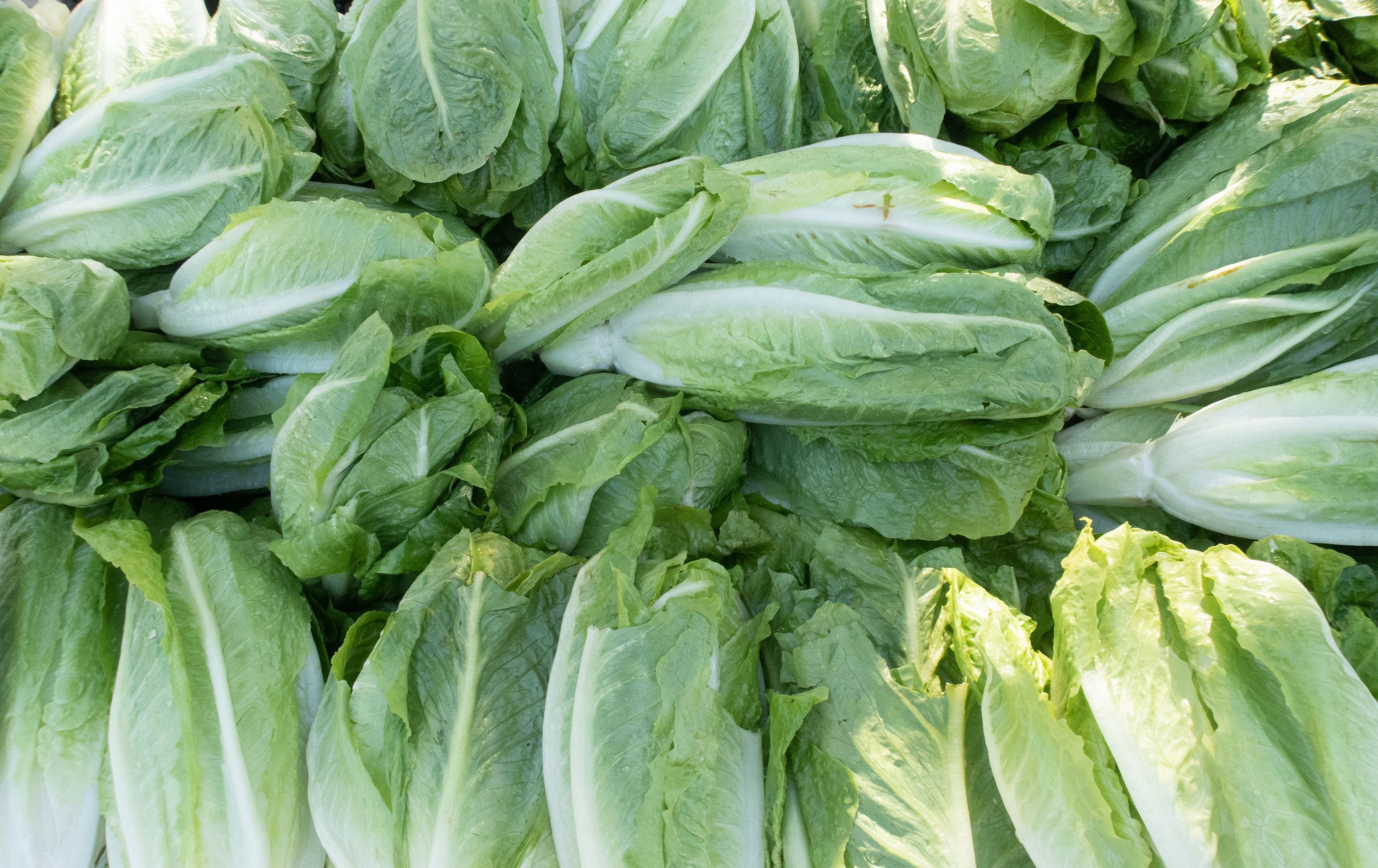 Xas / Wêne: Bilind T. Abdullah, Rûdaw