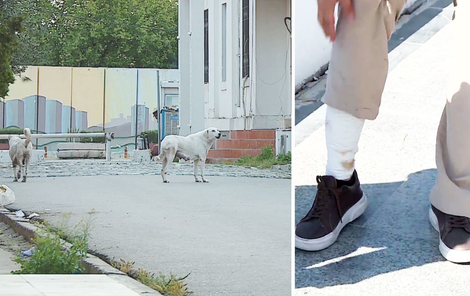 مانگی رابردوو لە فریاکەوتنی نەخۆشخانەکانی رۆژئاوای هەولێر و رزگاری، 140 گەستراوی سەگ تۆمار کراون