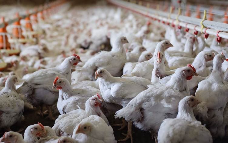 مریشک لەنێو پەلەوەرخانەیەک