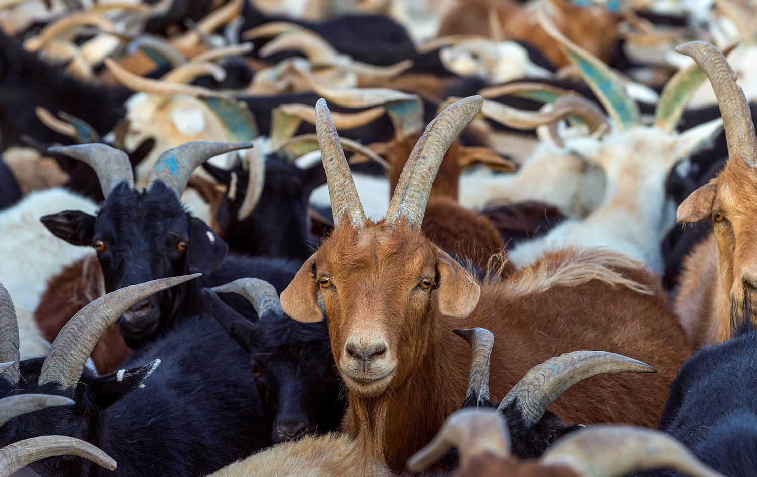 کۆمەڵێک بزن.