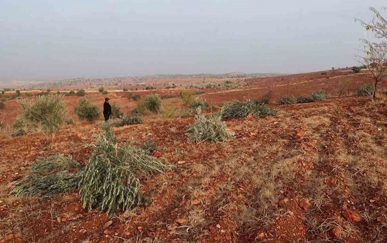 Darên ku hatine birîn / Wêne: IHA