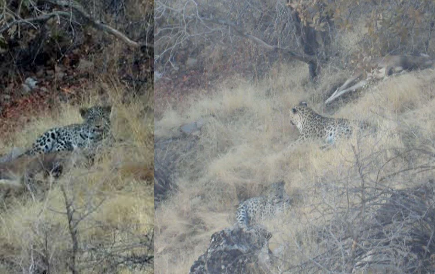 Kirmanşan vilayetine bağlı Pawe kenti kırsalındaki Şaho Dağları'nda, nesli tükenme tehlikesiyle karşı karşıya olan üç "Kürdistan leoparı" (Panthera pardus tulliana) bir arada görüntülendi